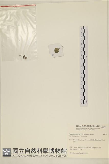 網球藻藏品圖，第3張