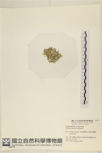 仙掌藻, 海仙人掌藏品圖，第3張