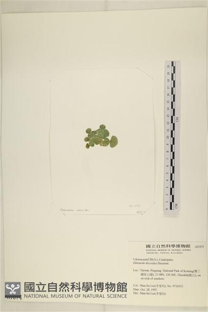 盤狀仙掌藻藏品圖，第3張