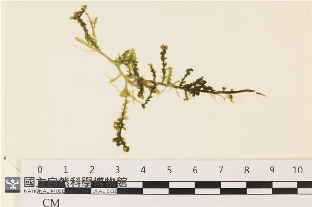 登錄號:A00002274藏品圖，第1張