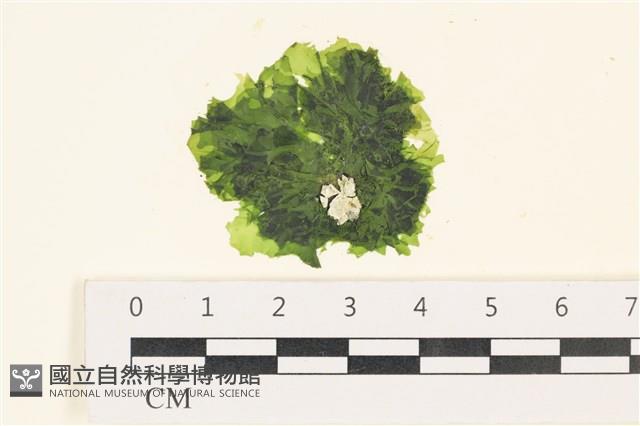 茶花石蓴, 牡丹菜藏品圖，第1張