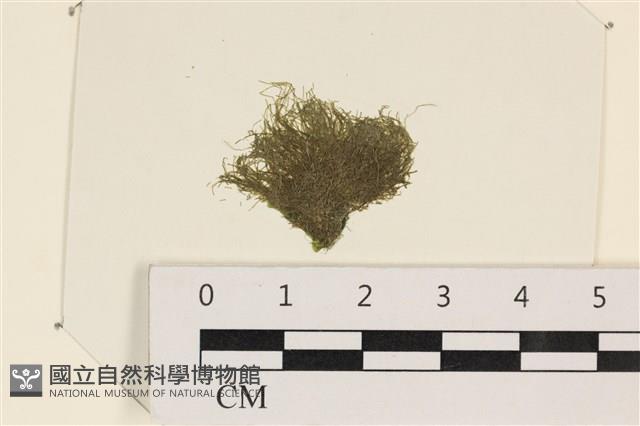 指枝藻藏品圖，第1張