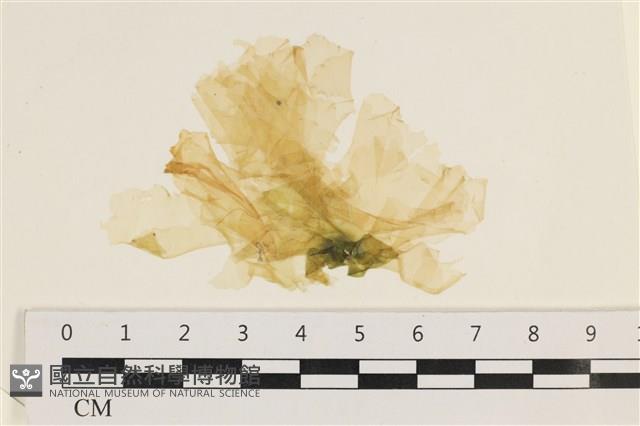 大石蓴, 石蓴藏品圖，第1張