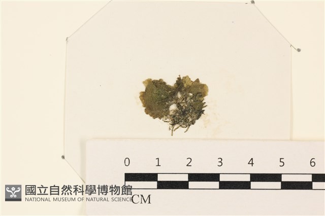 浮網藻, 肋葉藻藏品圖，第1張