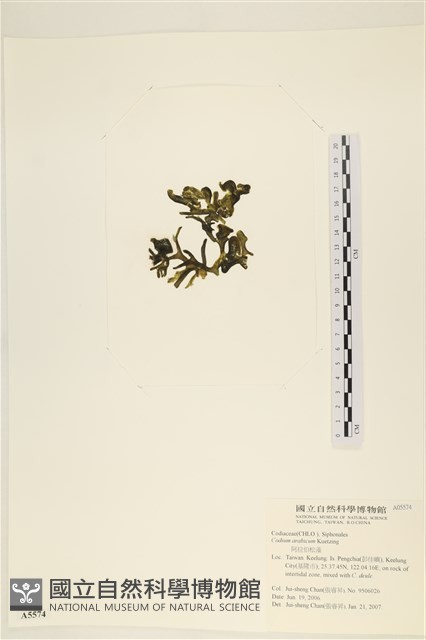 阿拉伯松藻藏品圖，第3張