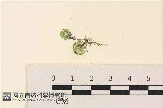 小笠藻, 小傘藻藏品圖，第1張