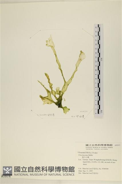 長片石蓴, 裂片石蓴藏品圖，第1張