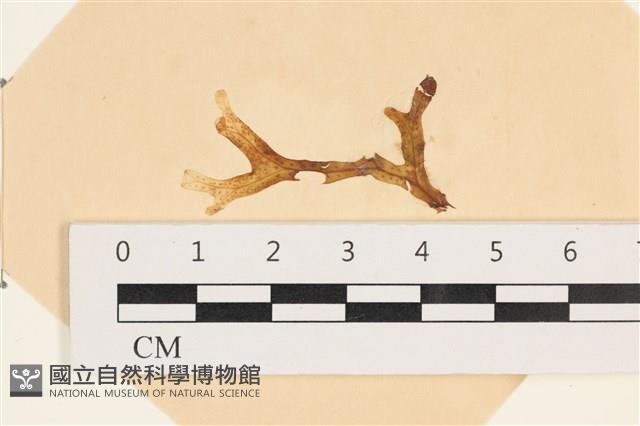 膜葉海網蕨藏品圖，第1張