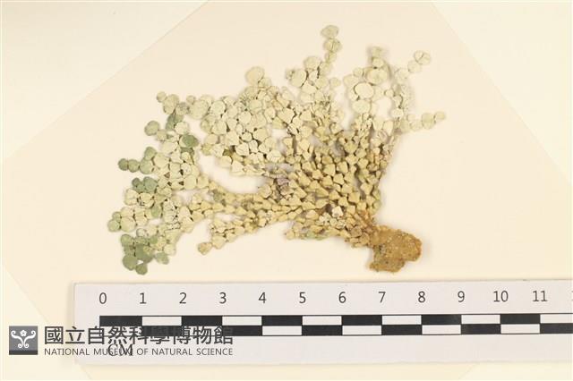 登錄號:A00005014藏品圖，第1張