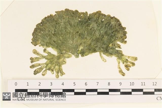 法囊藻藏品圖，第1張