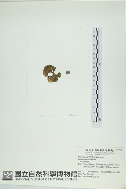 南方團扇藻藏品圖，第3張