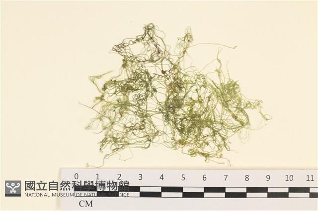 粗硬毛藻, 綠苔藏品圖，第1張