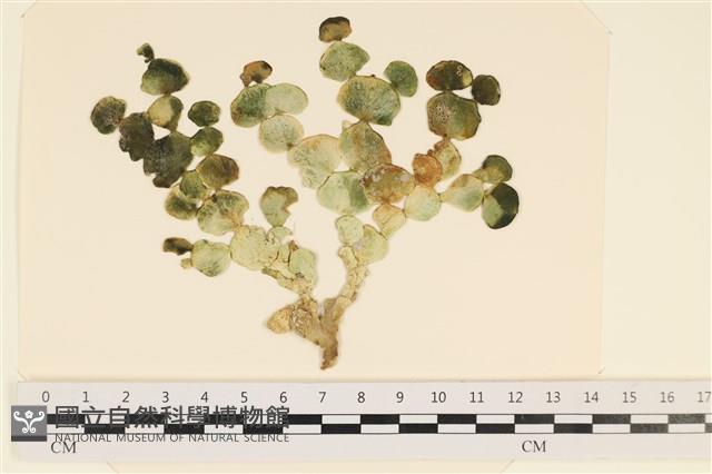 登錄號:A00004914藏品圖，第1張