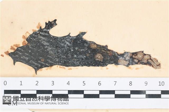 登錄號:A00003914藏品圖，第1張