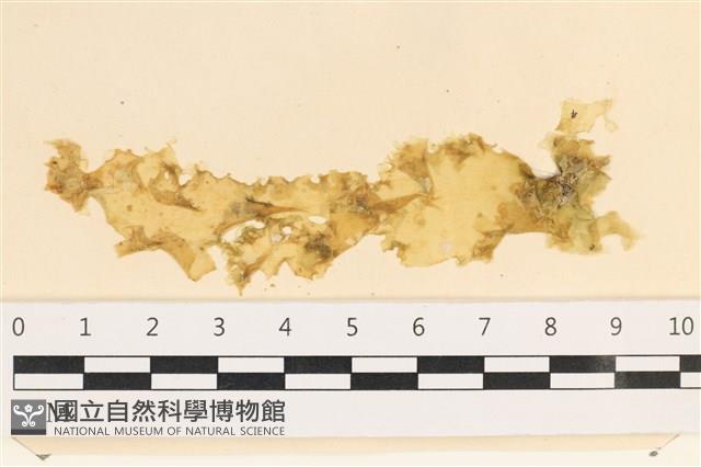 石蓴藏品圖，第1張