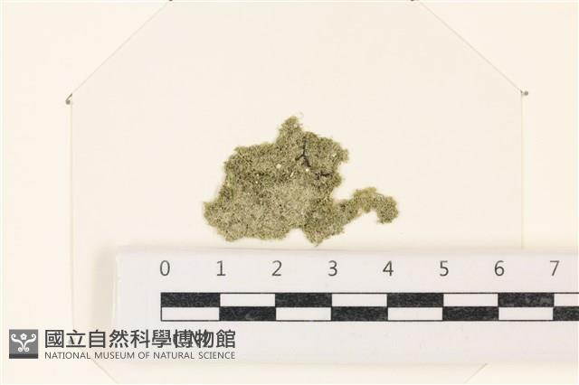 布氏藻藏品圖，第1張