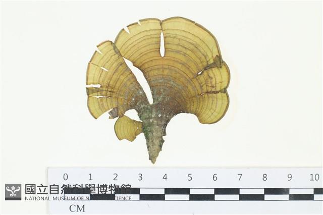 登錄號:A00005194藏品圖，第1張