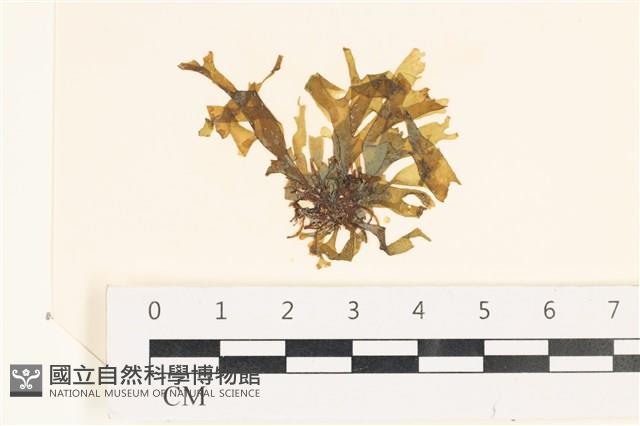 登錄號:A00006594藏品圖，第1張