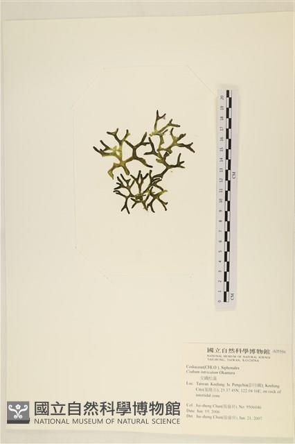 登錄號:A00005594藏品圖，第3張