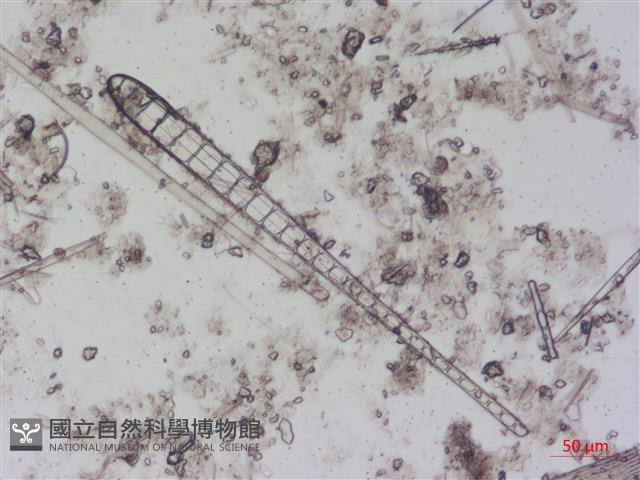 登錄號:A00004494藏品圖，第4張