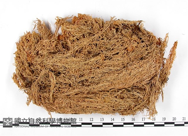 白齒泥炭蘚藏品圖，第3張