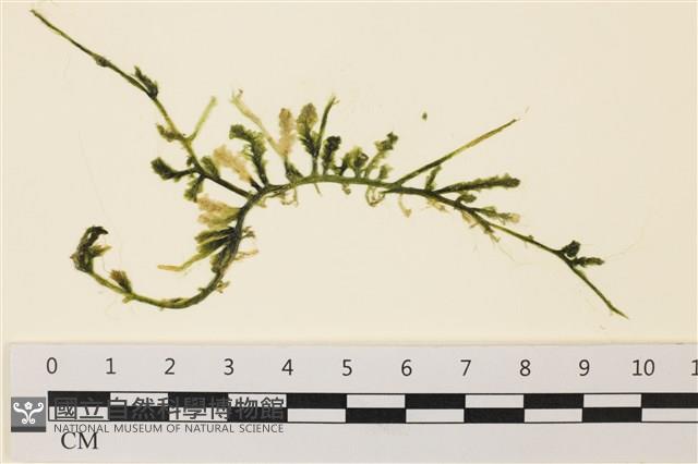 登錄號:A00001394藏品圖，第1張