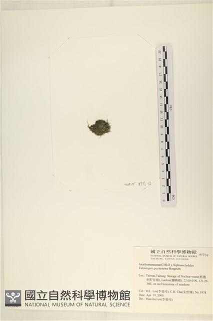 指枝藻藏品圖，第3張