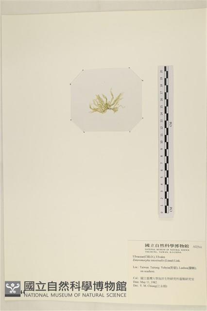 腸滸苔, 河石髮藏品圖，第3張