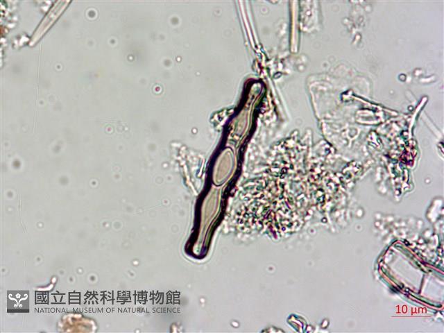 登錄號:A00004544藏品圖，第3張