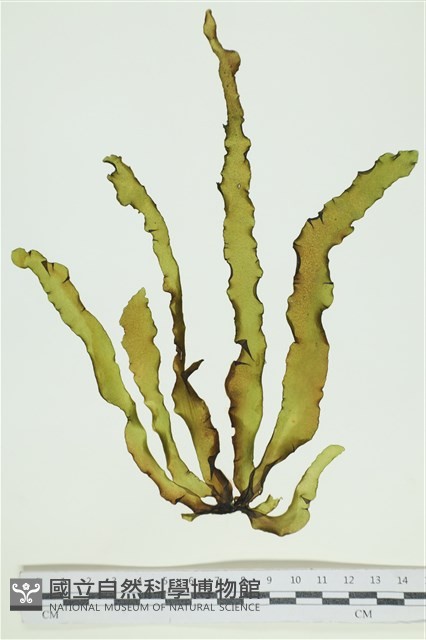 葉苔, 小海帶藏品圖，第1張