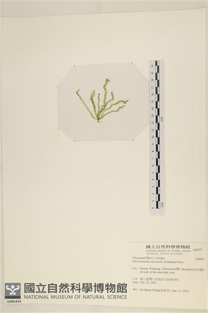 腸滸苔, 河石髮藏品圖，第3張