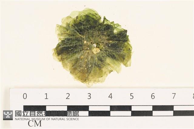 茶花石蓴, 牡丹菜藏品圖，第1張