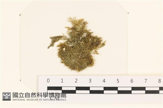 登錄號:A00007944藏品圖，第1張