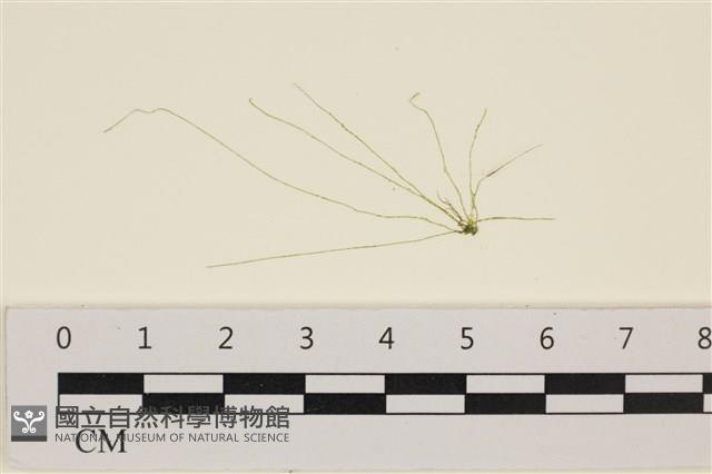 腸滸苔, 河石髮藏品圖，第1張