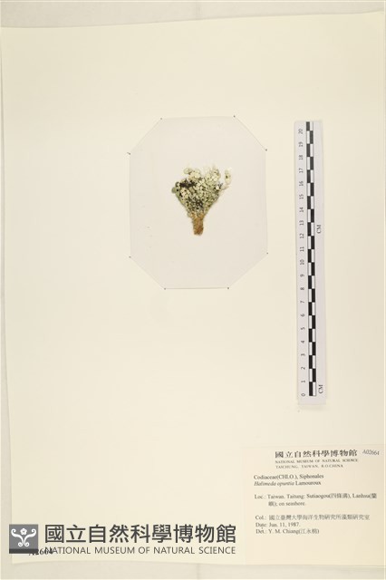 仙掌藻, 海仙人掌藏品圖，第3張