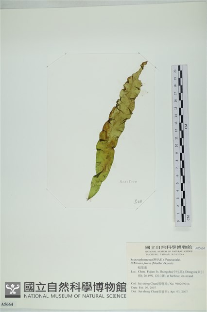 西洋葉苔藏品圖，第3張