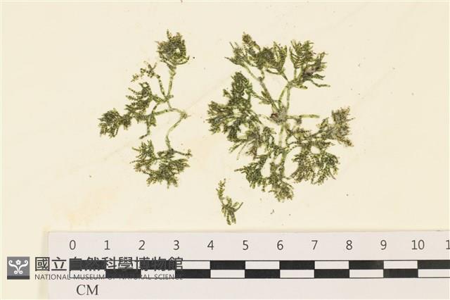 登錄號:A00000664藏品圖，第1張