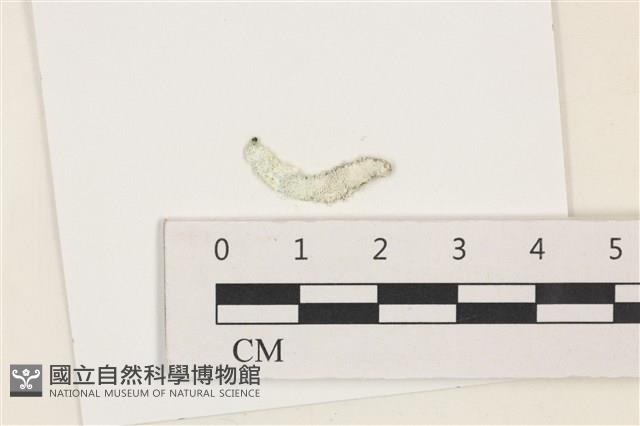 環蠕藻藏品圖，第1張