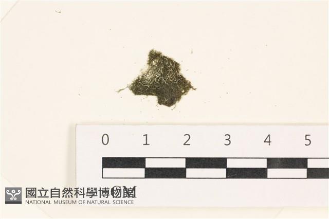指枝藻藏品圖，第1張
