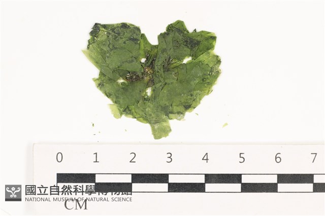 茶花石蓴, 牡丹菜藏品圖，第1張