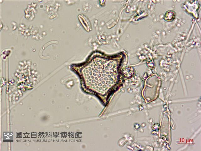 登錄號:A00004564藏品圖，第4張