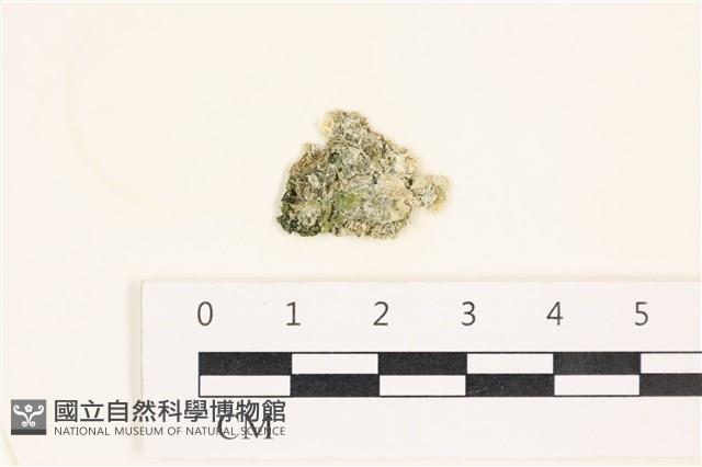 網球藻藏品圖，第1張