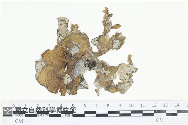 南方團扇藻藏品圖，第1張