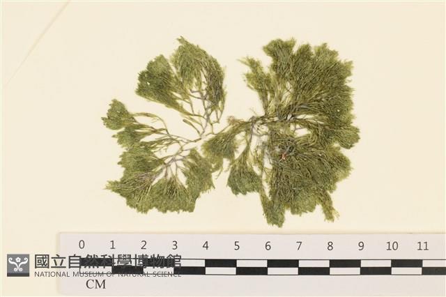 伸展剛毛藻藏品圖，第1張