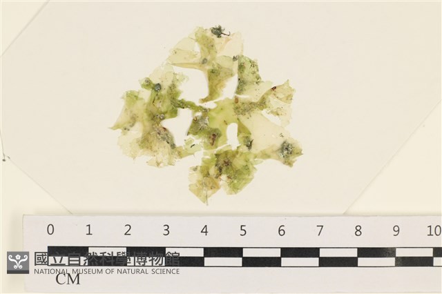 茶花石蓴, 牡丹菜藏品圖，第1張