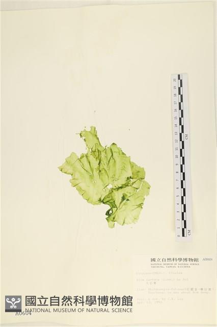 大石蓴, 石蓴藏品圖，第1張