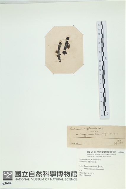 登錄號:A00003604藏品圖，第3張