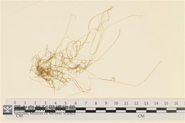 登錄號:A00004204藏品圖，第1張