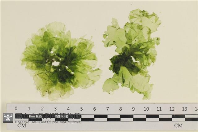 茶花石蓴, 牡丹菜藏品圖，第1張