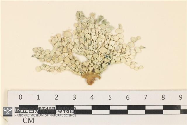 仙掌藻, 海仙人掌藏品圖，第1張